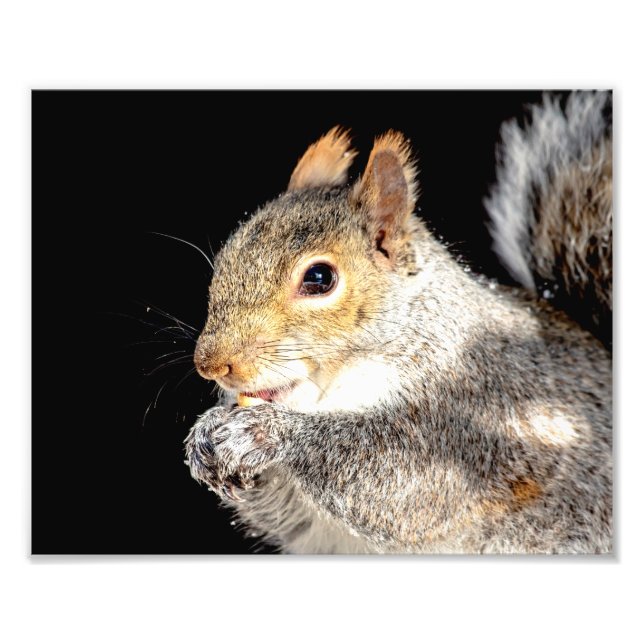 10x8 Squirrel eating a nut Photo Print (Front)