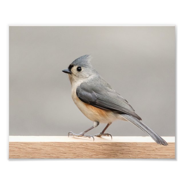 10x8 Tufted Titmouse Photo Print (Front)