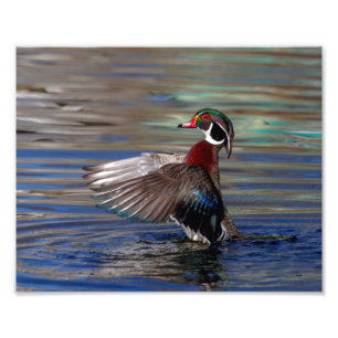 10x8 Wing Flapping Wood Duck Photo Print