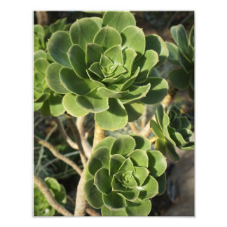 11"x14" Aeonium Photo Print