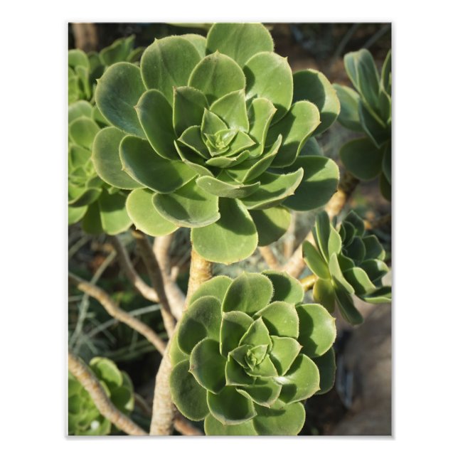 11"x14" Aeonium Photo Print (Front)
