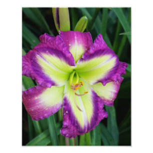 11"x14" Daylily Photo Print