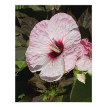 11"x14" Hardy Hibiscus
