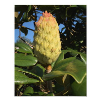 11"x14" Magnolia Seed Pod Photo Print