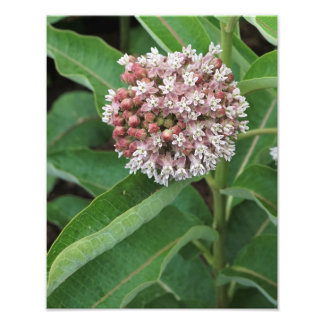 11"x14" Milkweed Photo Print