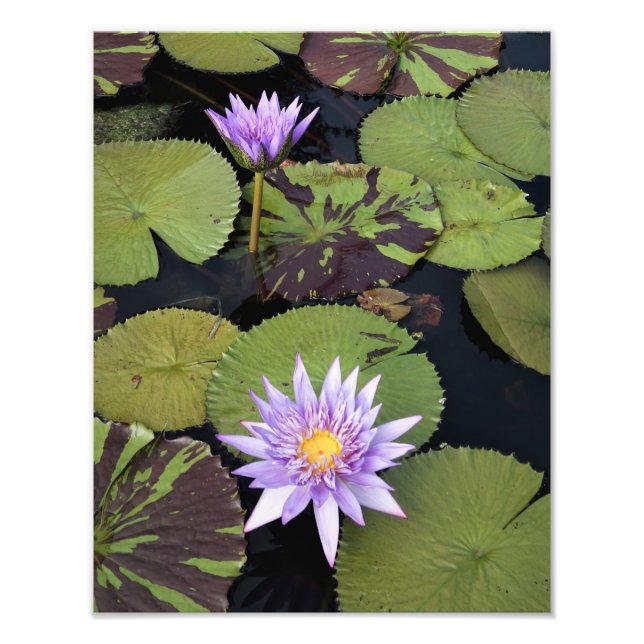 11"x14" Water Lilies Photo Print (Front)