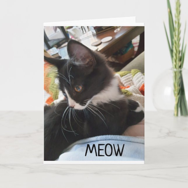 11th" BIRTHDAY WISHES FROM BOTH OF US DOGS Card (Front)