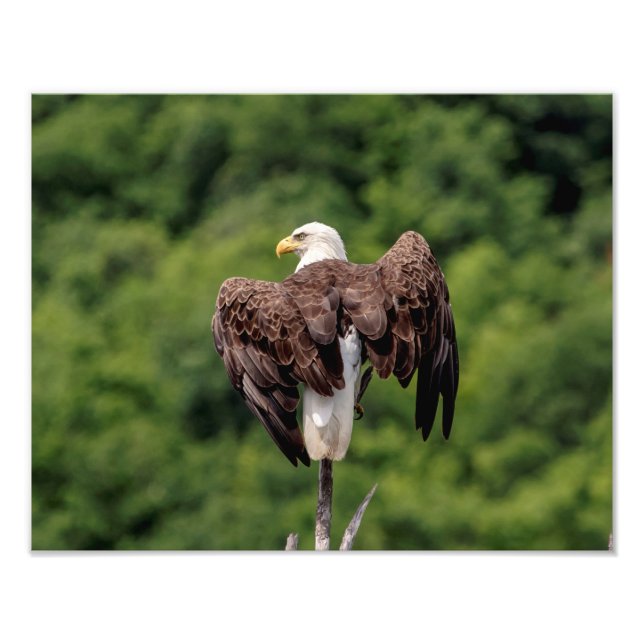 11x14 Bald Eagle on a branch Photo Print (Front)