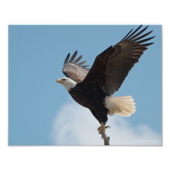 11X14 Bald Eagle Taking Flight! Photo Print (Front)