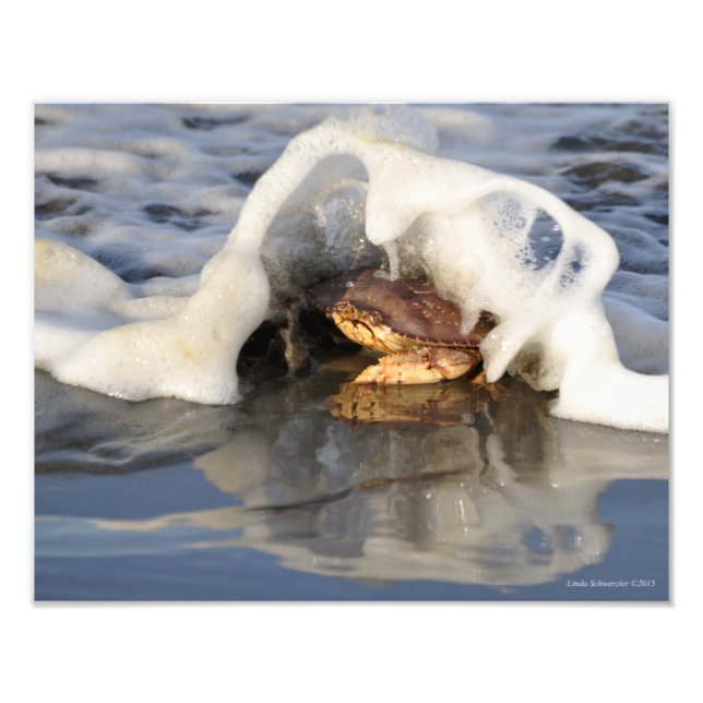 11X14 Dungeness Crab with the Surf Spilling Over! Photo Print (Front)