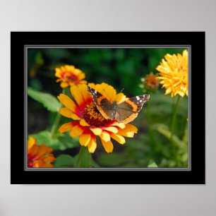11x14 Indian Blanket Wildflower and Butterfly Poster