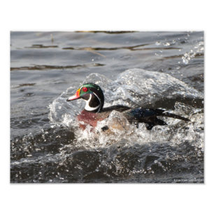 11X14 Wood Duck Male Photo Print