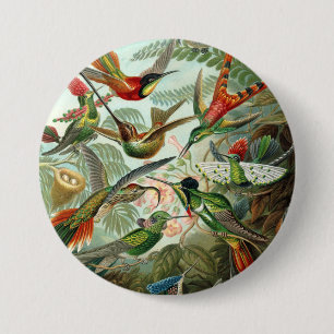 12 american humming birds breeds painted drawn 3 inch round button