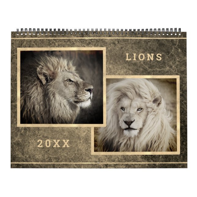 12 Beaux Lions Photos Calendrier (Protection)