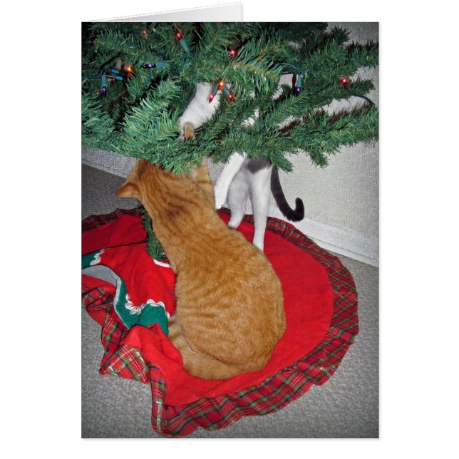 12 Escalade de chats (Devant)