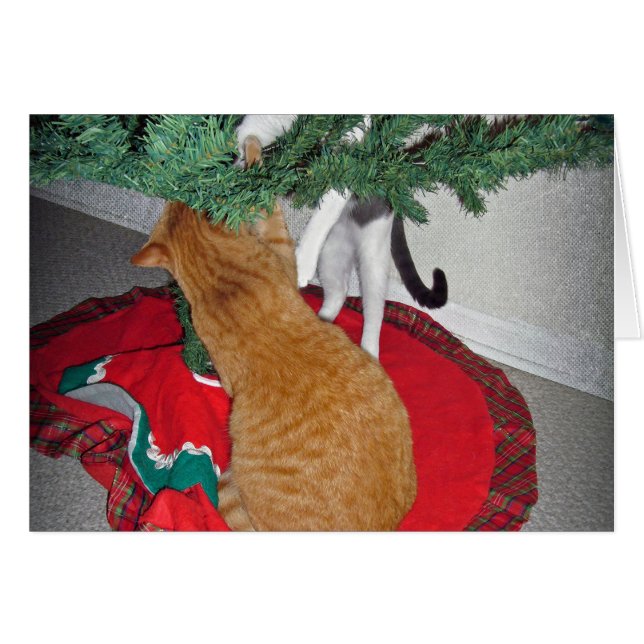 12 Escalade de chats (Devant horizontal)