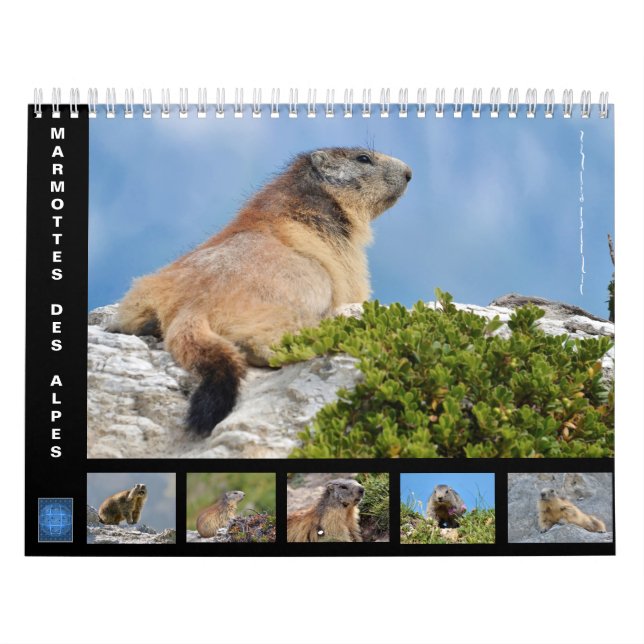 12 mois calendrier des marmottes alpines (Protection)