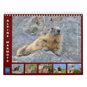 12 mois calendrier des marmottes alpines