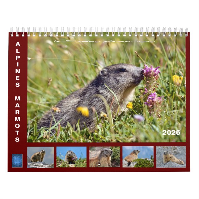 12 mois calendrier des marmottes alpines 2025 (Protection)