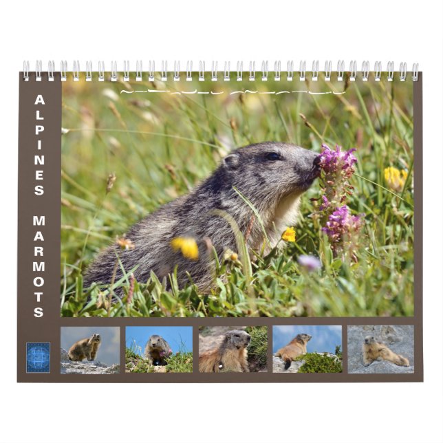 12 mois calendrier des marmottes alpines 2025 (Protection)