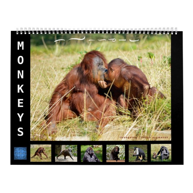12 month calendar monkeys  (Cover)