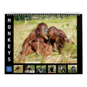 12 month calendar monkeys