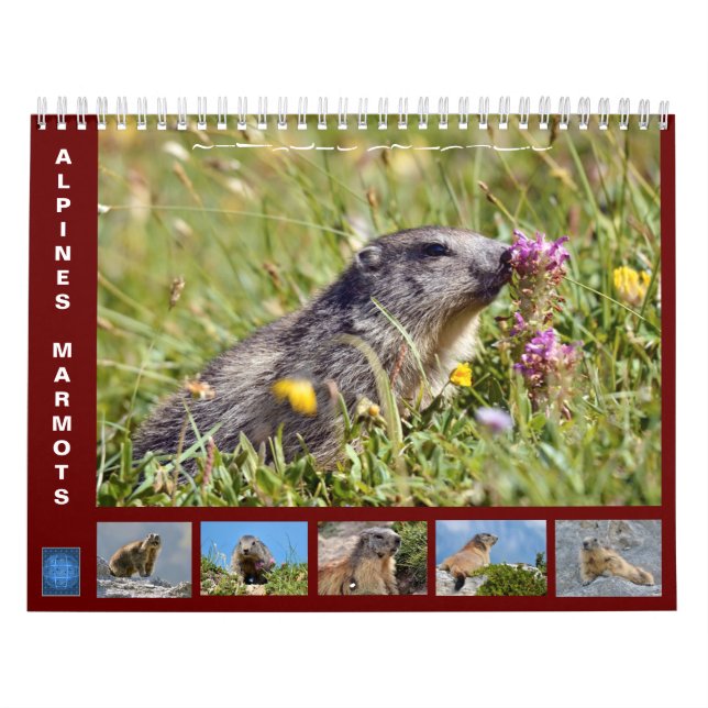 12 month calendar of Alpine marmots 2025 (Cover)