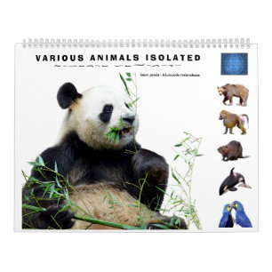 12 month calendar various animals isolated 
