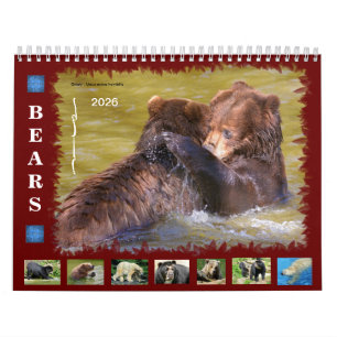 12 month calendar various bears