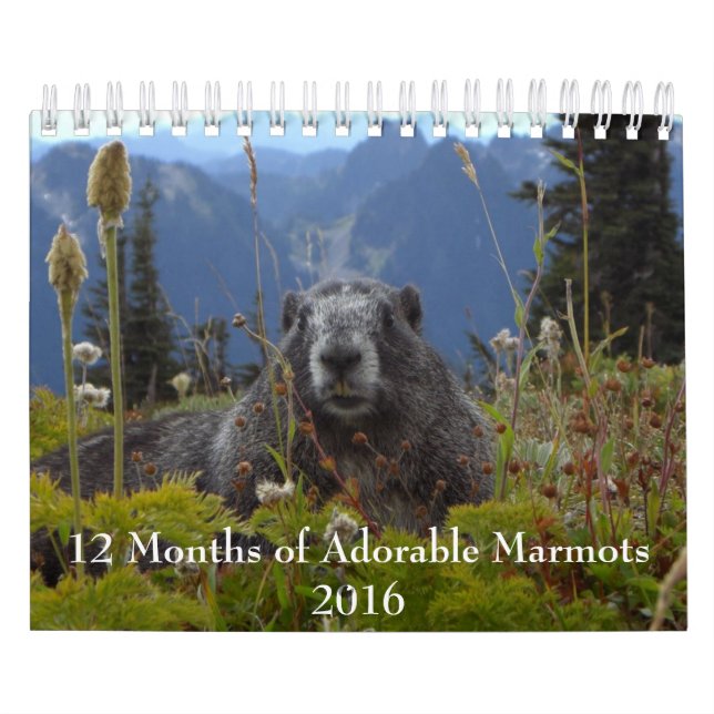 12 Months of Adorable Marmots 2016 Calendar (Cover)