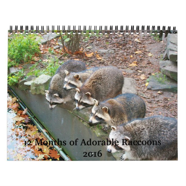 12 Months of Adorable Raccoons Calendar 2016 (Cover)