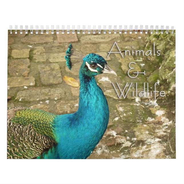 12 Months of Animals and Wildlife Photography Calendar (Cover)