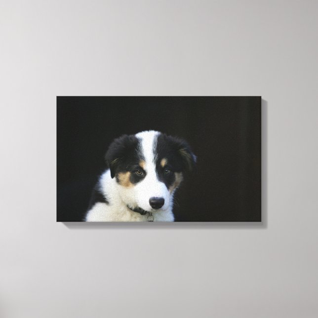 12 Week Old Border Collie Puppy Canvas Print (Front)