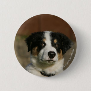 12 Week Old Border Collie Puppy Headshot 2 Inch Round Button