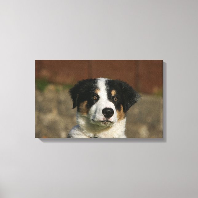 12 Week Old Border Collie Puppy Headshot Canvas Print (Front)