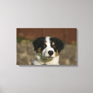 12 Week Old Border Collie Puppy Headshot Canvas Print