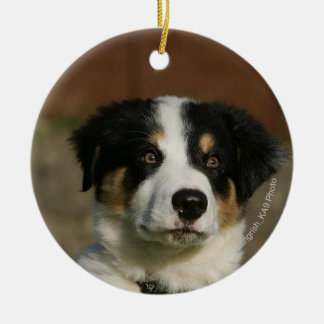 12 Week Old Border Collie Puppy Headshot Ceramic Ornament