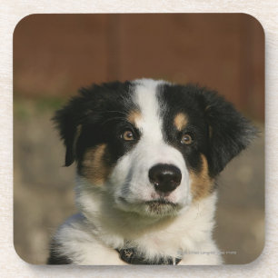 12 Week Old Border Collie Puppy Headshot Coaster