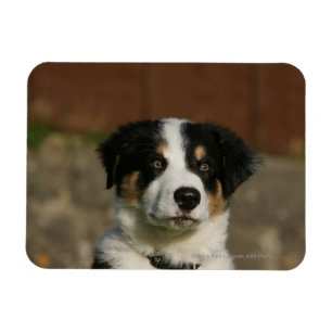 12 Week Old Border Collie Puppy Headshot Magnet