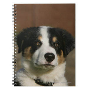 12 Week Old Border Collie Puppy Headshot Notebook