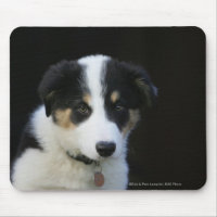 12 Week Old Border Collie Puppy