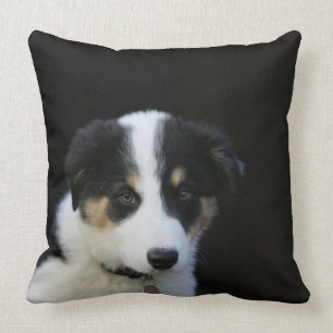 12 Week Old Border Collie Puppy Throw Pillow