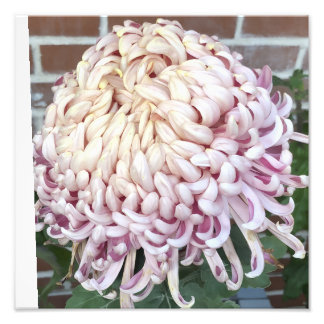 12"x12" Chrysanthemum Photo Print