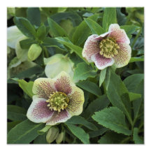 12"x12" Hellebore
