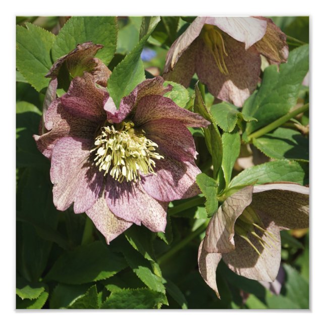 12"x12" Pink Hellebore Photo Print (Front)
