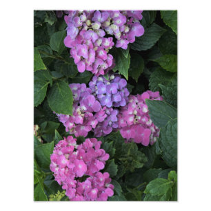 12"x16" Pink Hydrangea Photo Print