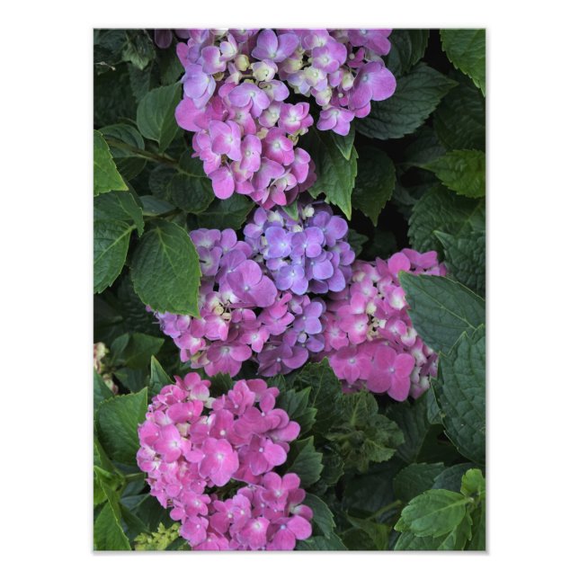 12"x16" Pink Hydrangea Photo Print (Front)