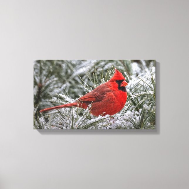 12 x 12 toile Imprimer Le Cardinal Rouge (Recto)