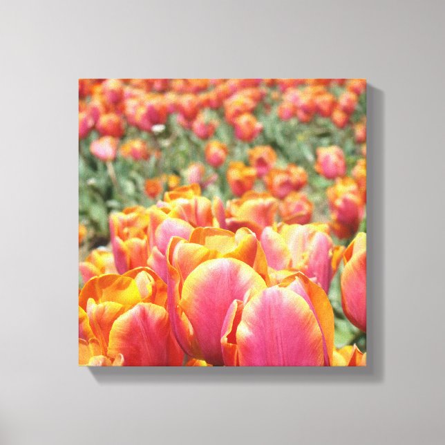 12x12 canvas art print Tulip Flowers square canvas (Front)