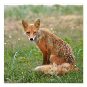 12x12 photo de renard